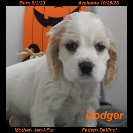 puppy, for, sale, Cocker Spaniel, Joe & Cherri  Overlease, dog, breeder, Miller, MO, dog-breeder, puppy-for-sale, forsale, nearby, find, puppyfind, locator, puppylocator, aca